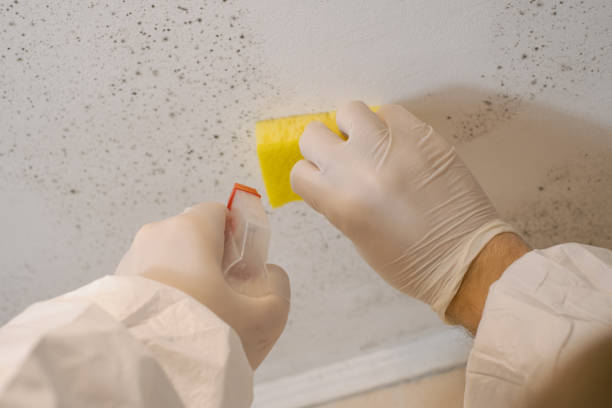 Best Industrial Mold Remediation  in Noel, MO